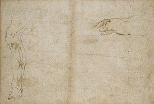 人間の脚の研究、16世紀 作： Michelangelo Buonarroti